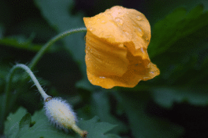 Wood-Poppy-Celandine