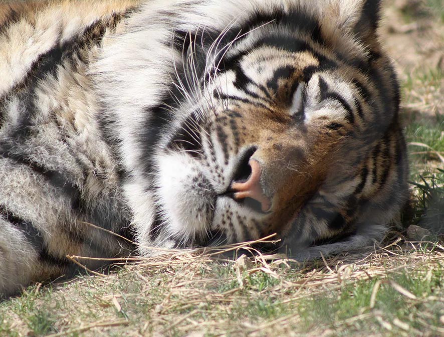 Fort Blackmore Explore Scott County VA