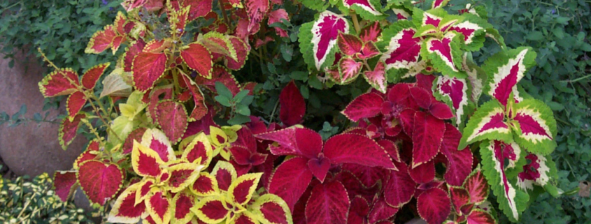 Potted coleus plants