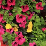 Fresh flowers