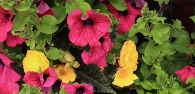 Fresh flowers