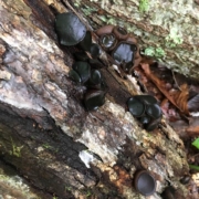Mushrooms