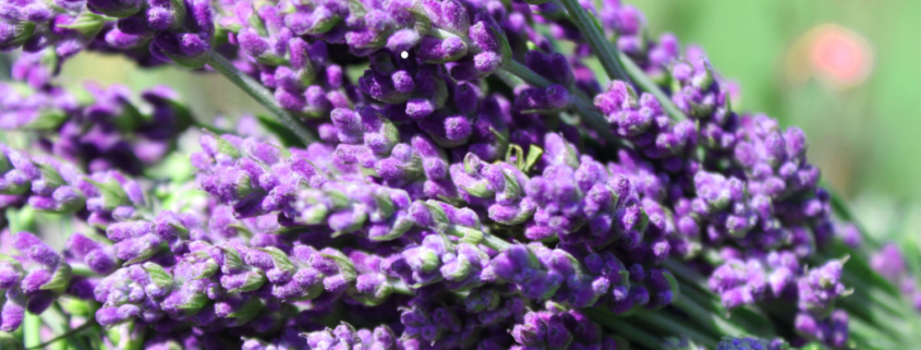 Fresh Lavender