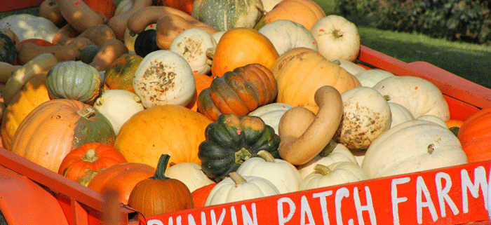 Decorative Fall Gourds