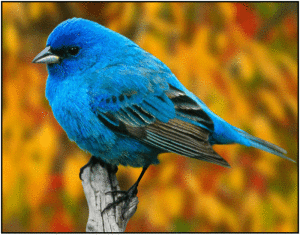 Indigo Bunting