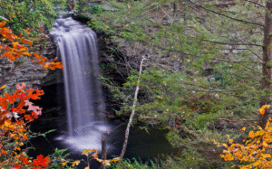 Photo by Scott Jerrell Scott County Extension Agent