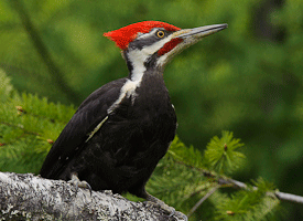 Pileated Woodpecker Vyn