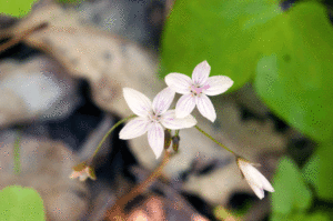 Spring Beauty Scott Jerrell Scott County Extension Agent