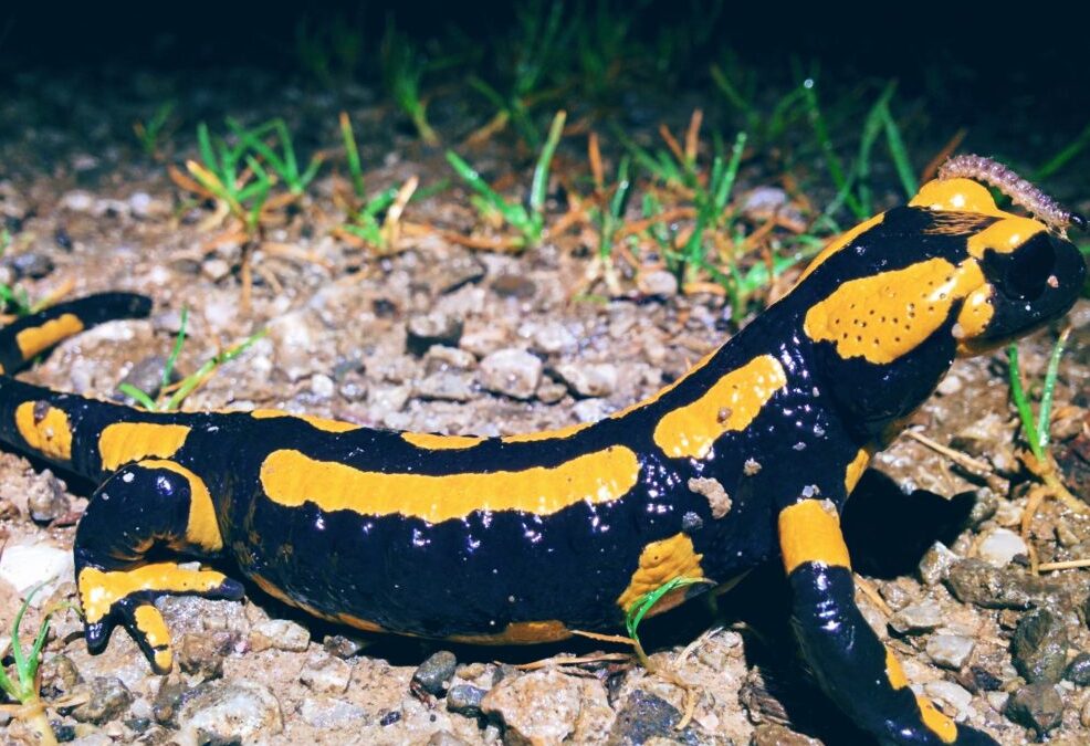 Salamander Meander