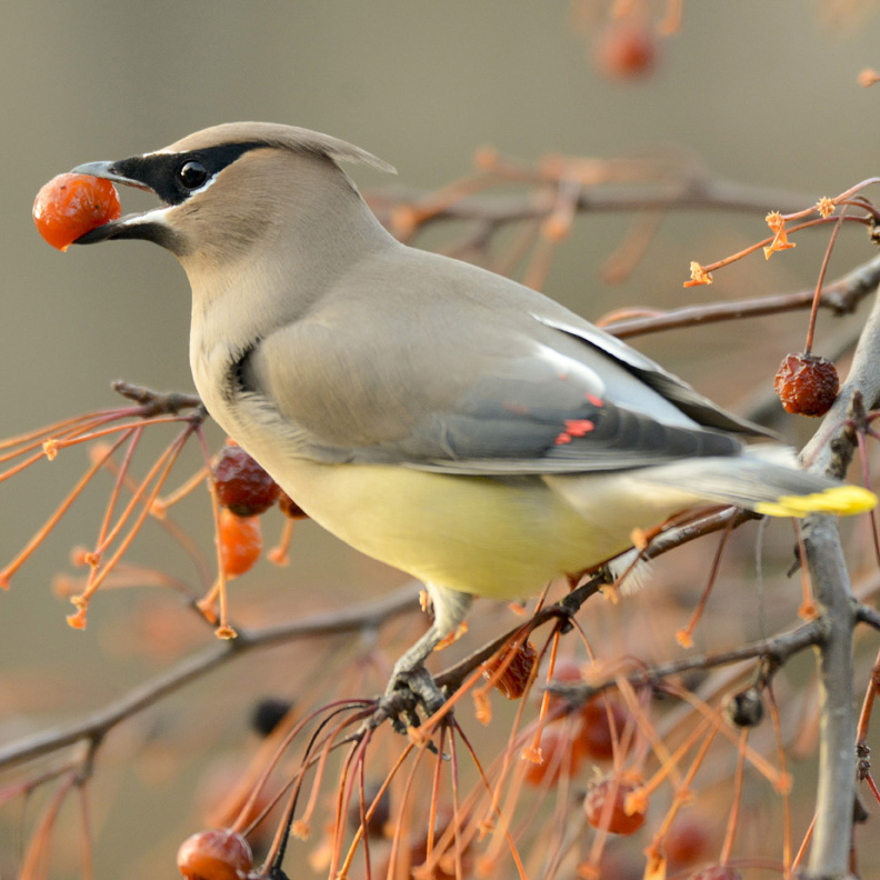 Fall birds.jpg for web Blue Jay