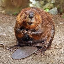 World Beaver Day