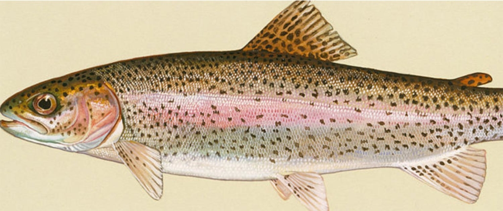 Rainbow Trout