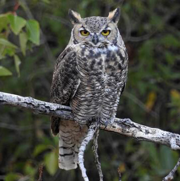 Great Horned Owl