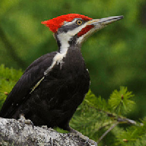 Daniel Boone Birding Trail