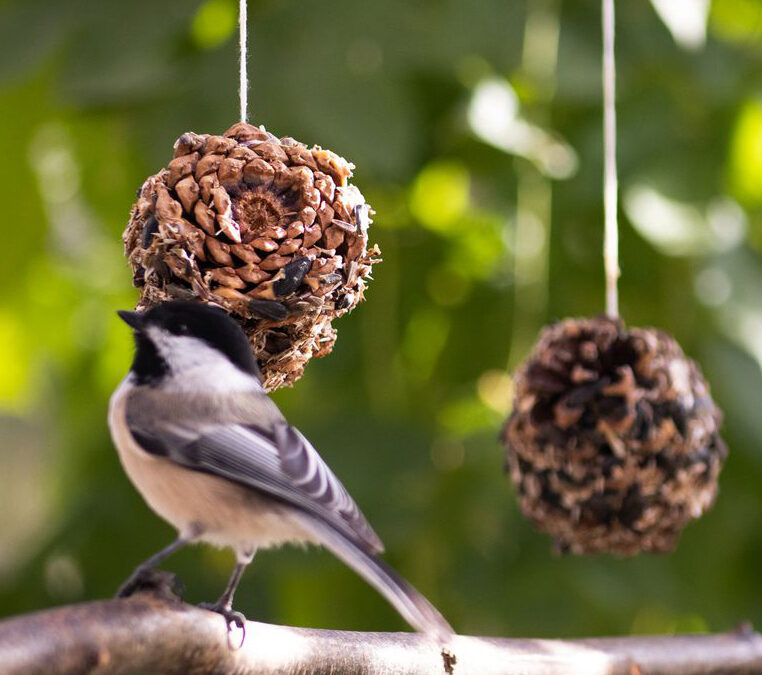 Pinecone Bird Feeders