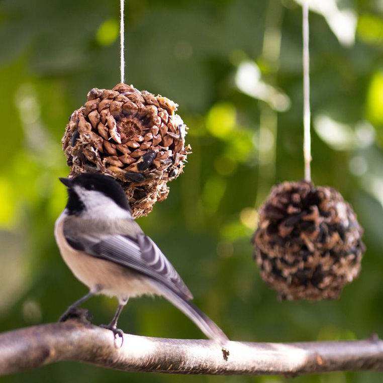Pinecone Feeder for Web Homemade Pinecone Feeder