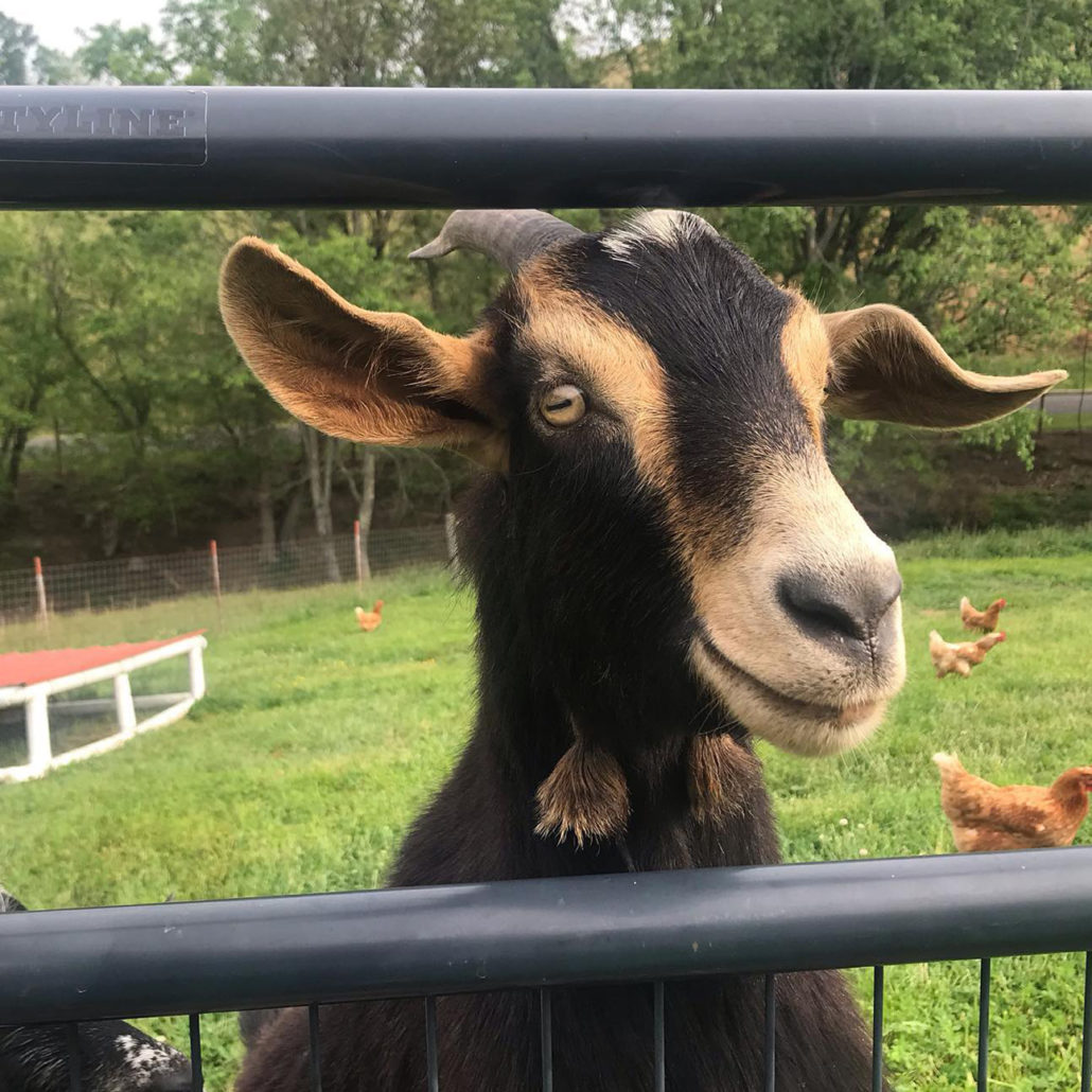 Pungo Farms Goat