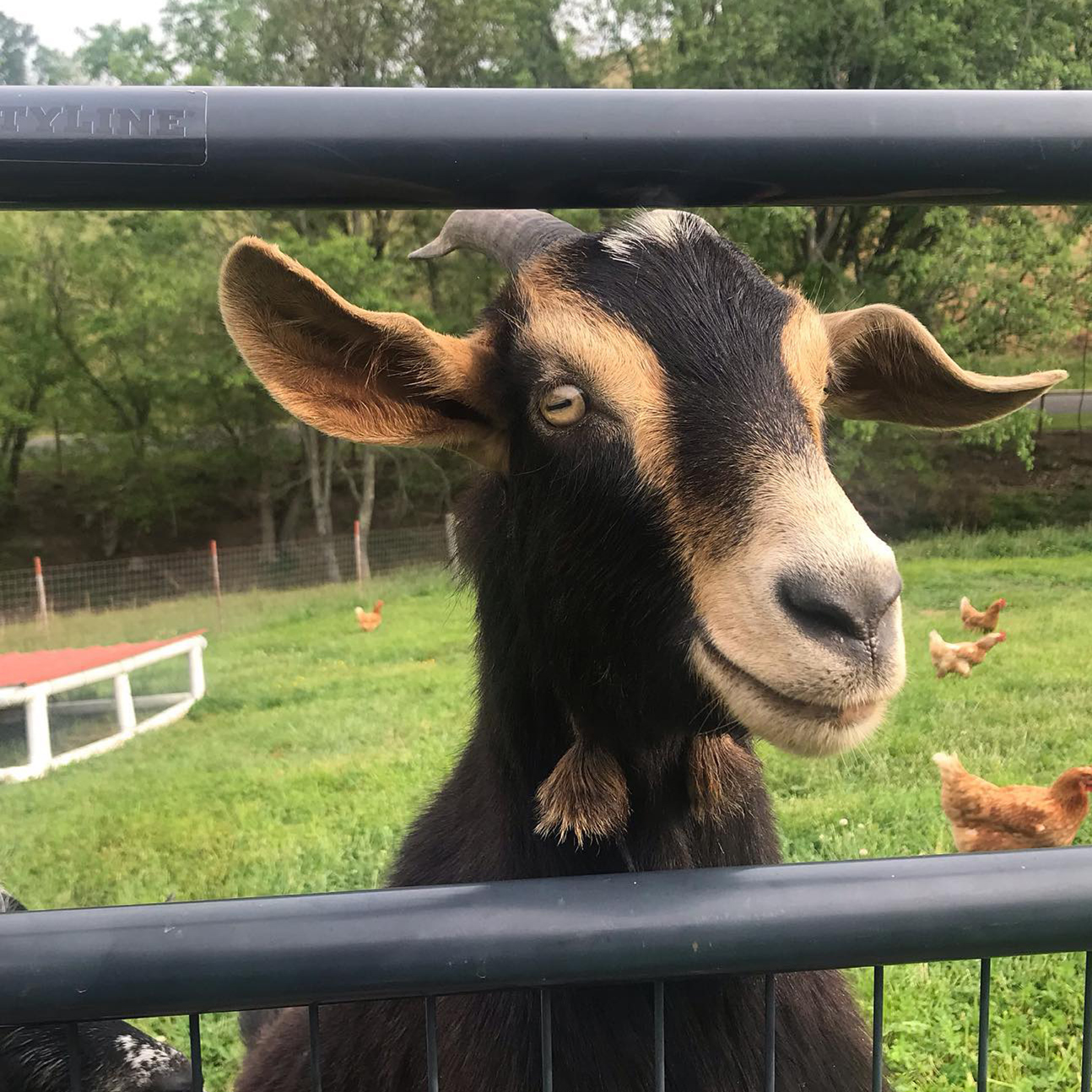 Pungo farms animals for web Pungo Farms Goat
