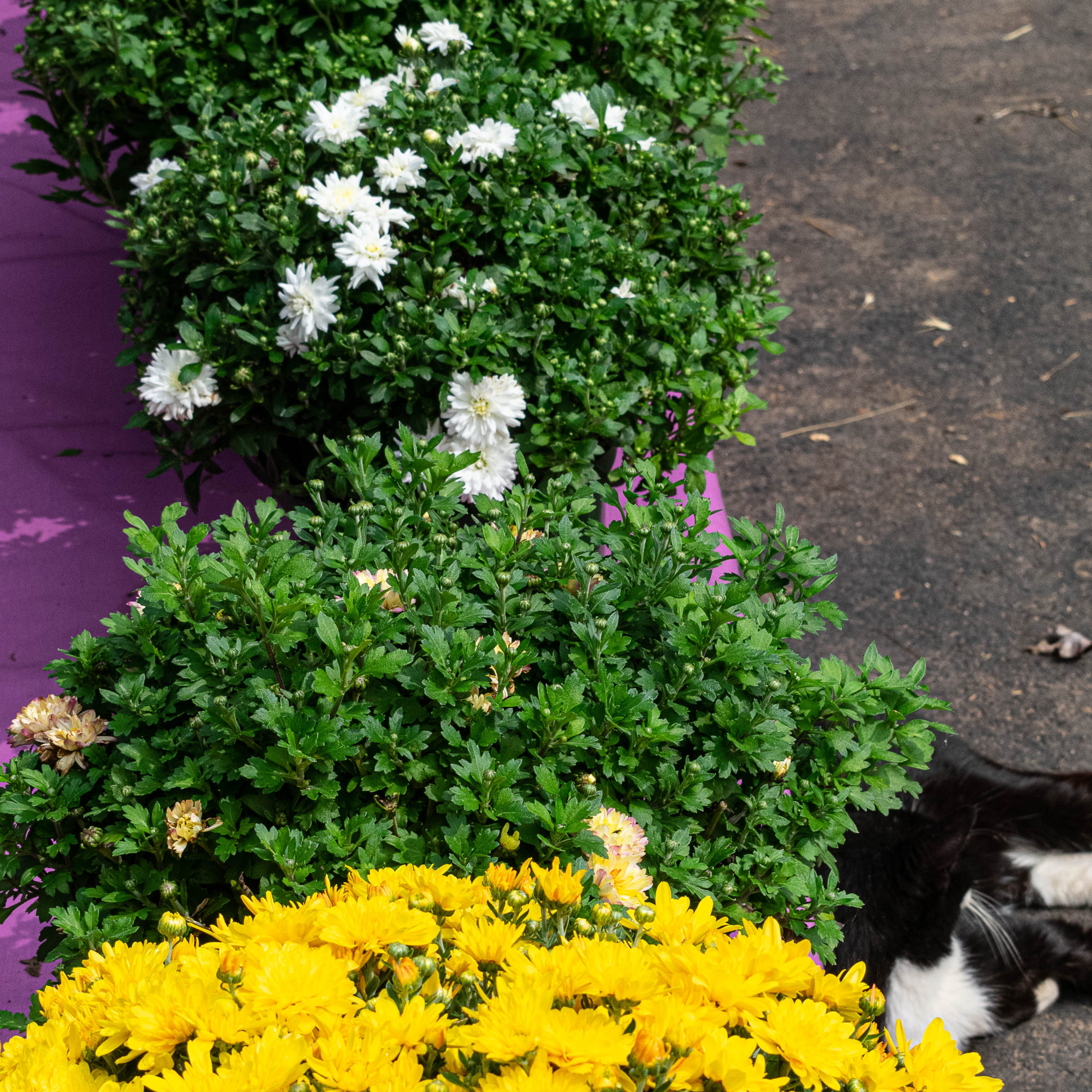 Punkin Patch Mums for web’2020 Fall Mums