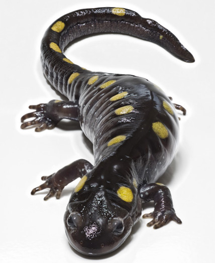 Salamander Meander