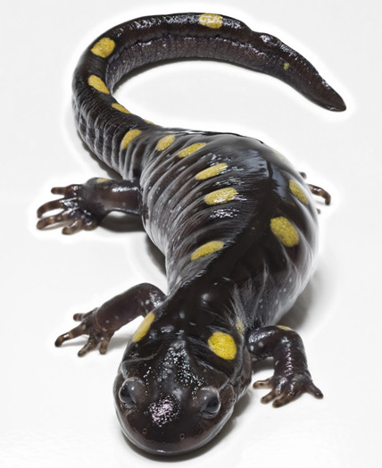 Spotted Salamander