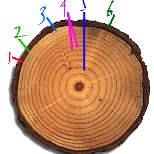 Tree Cookie.gif for web Tree Cookie