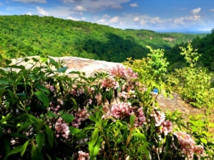 Bear Rock Trail