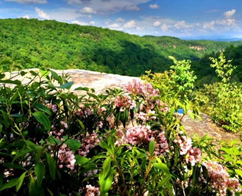 Bear Rock