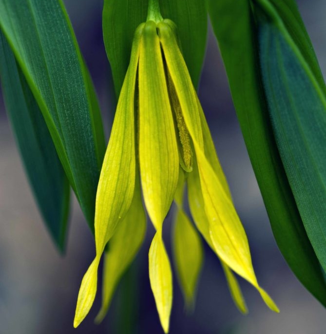 Bellwort