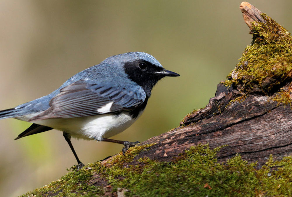 Virginia Birding and Wildlife Trail