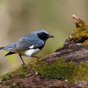 Virginia Birding and Wildlife Trail