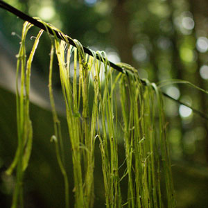 cordage-foraging Cordage foraging