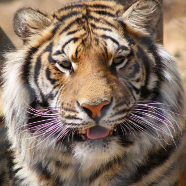 creation-zoo-scott-county-tiger Creation Kingdom Zoo