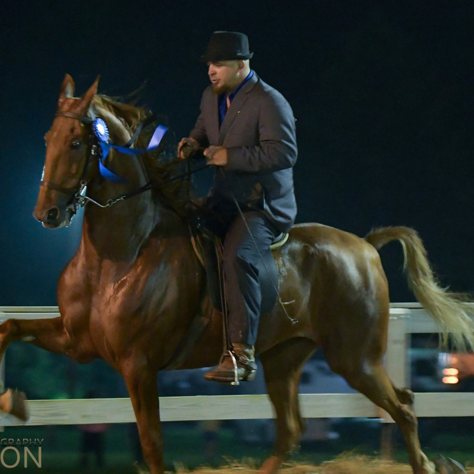 Bue Ribbon Horse Winner