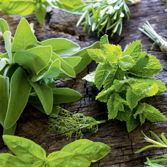 medicinal plants.jpg for web Medicinal Plants