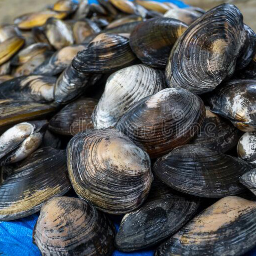 Flexing our Mussels