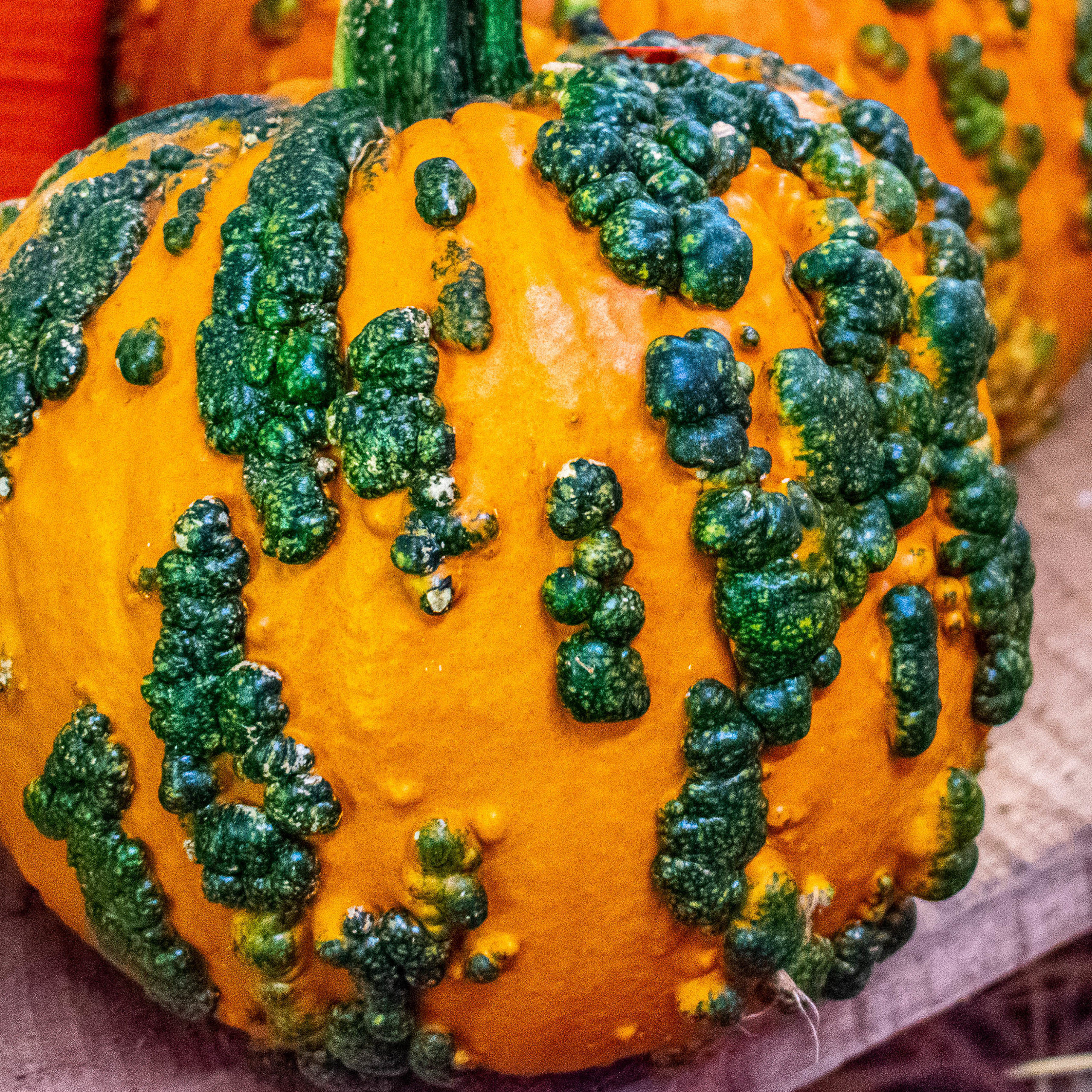 pumpkin for webr Knotty Pumpkin