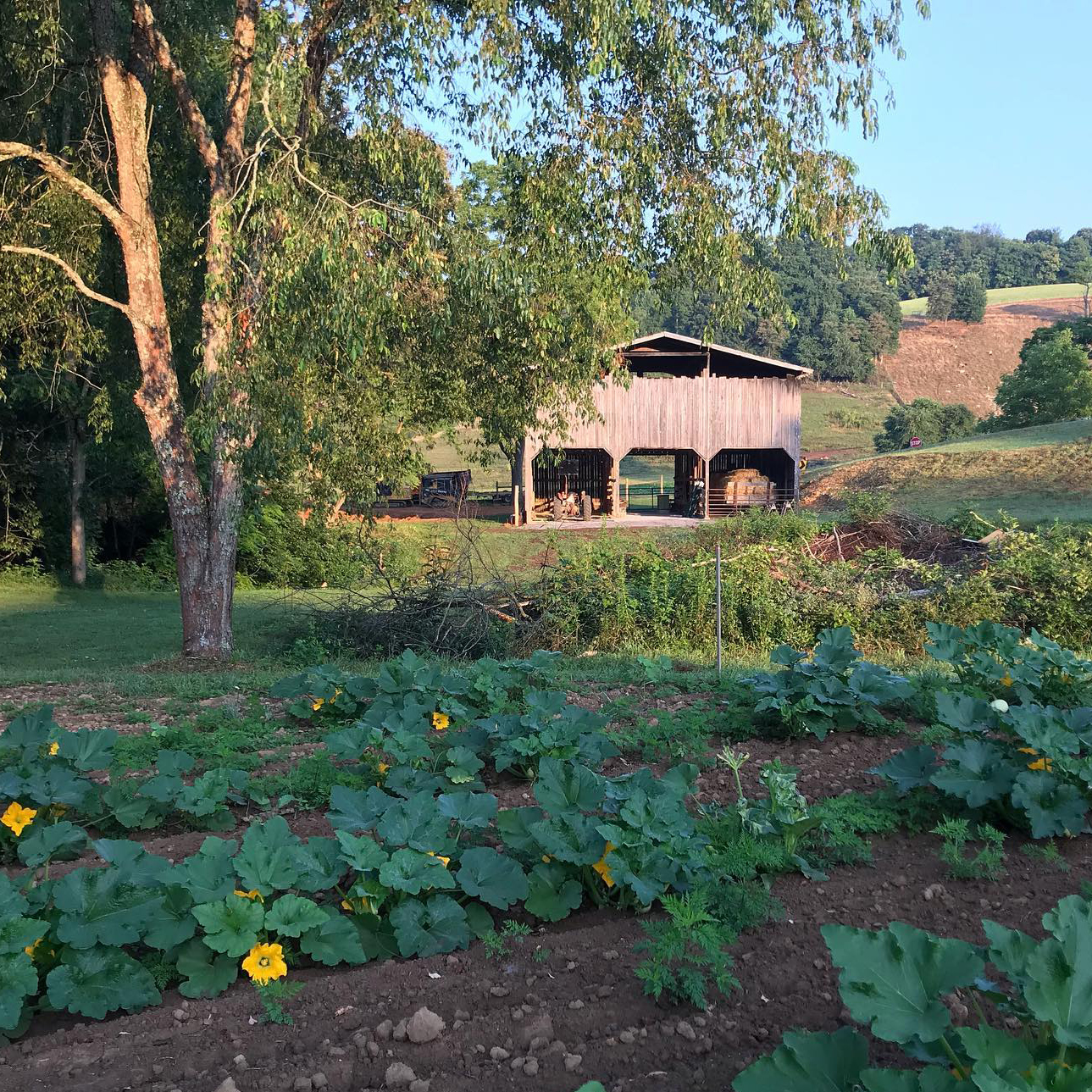 pungo farms fields for web Pungo Farms