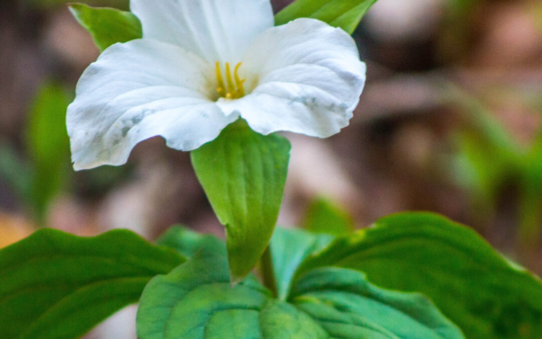 Wild about Wildflowers
