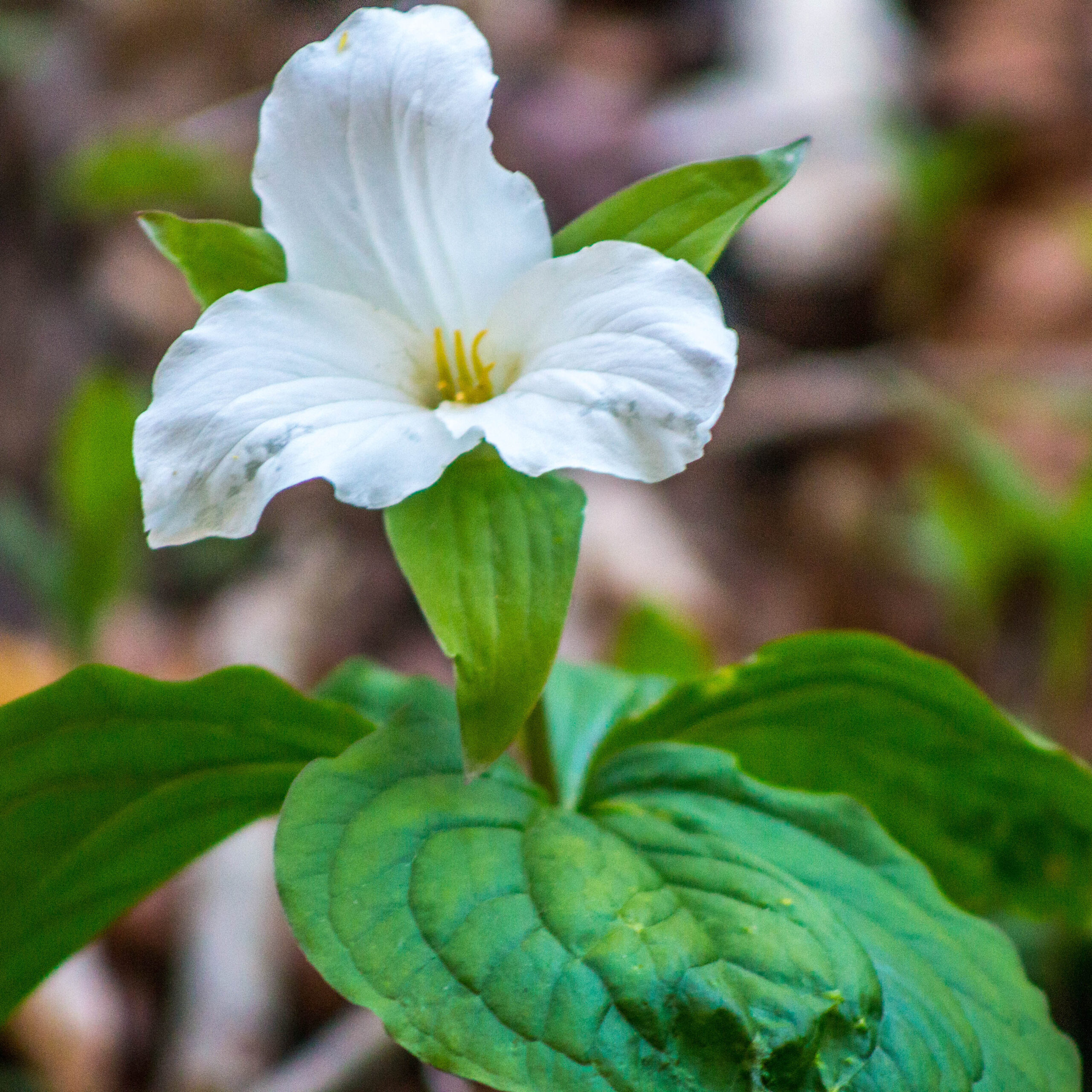resized white trillium for web White Trillium