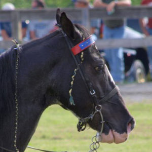 Scott County Regional Horse Park