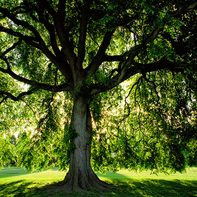 Vivid green tree at sunrise in public park in Portland, Oregon Tree