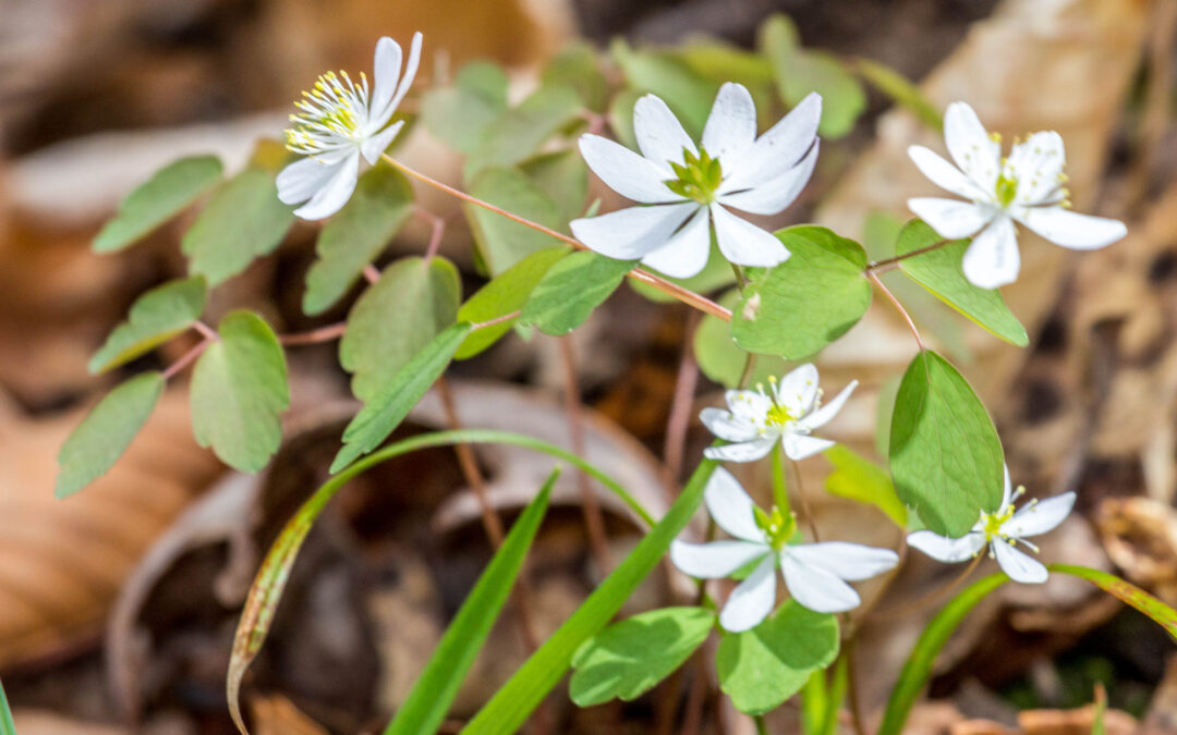 Wild about Wildflowers