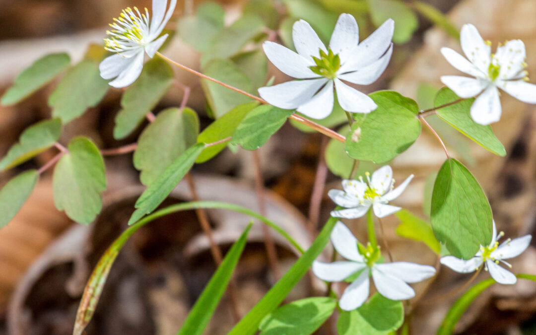 Wild about Wildflowers