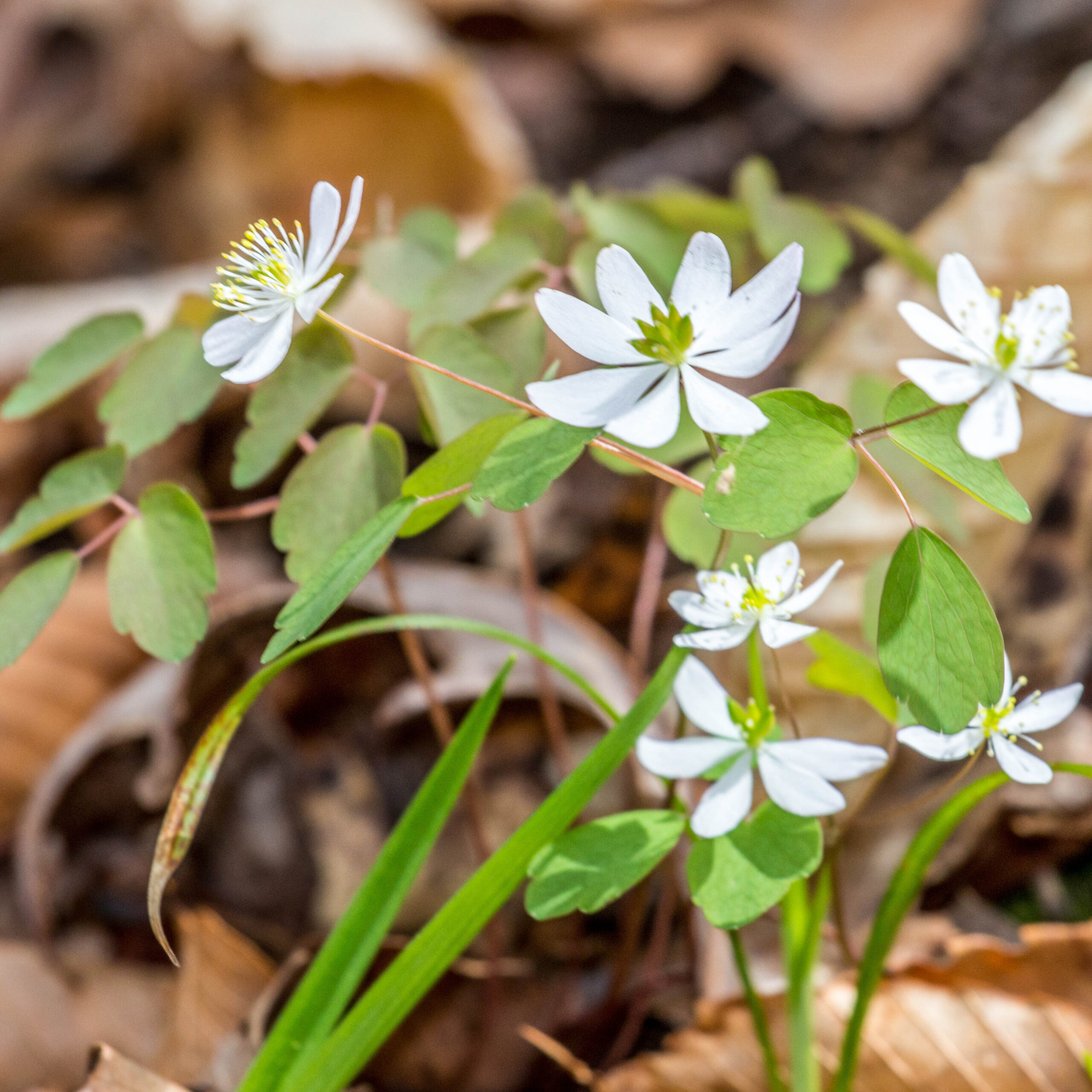 Wildflowers