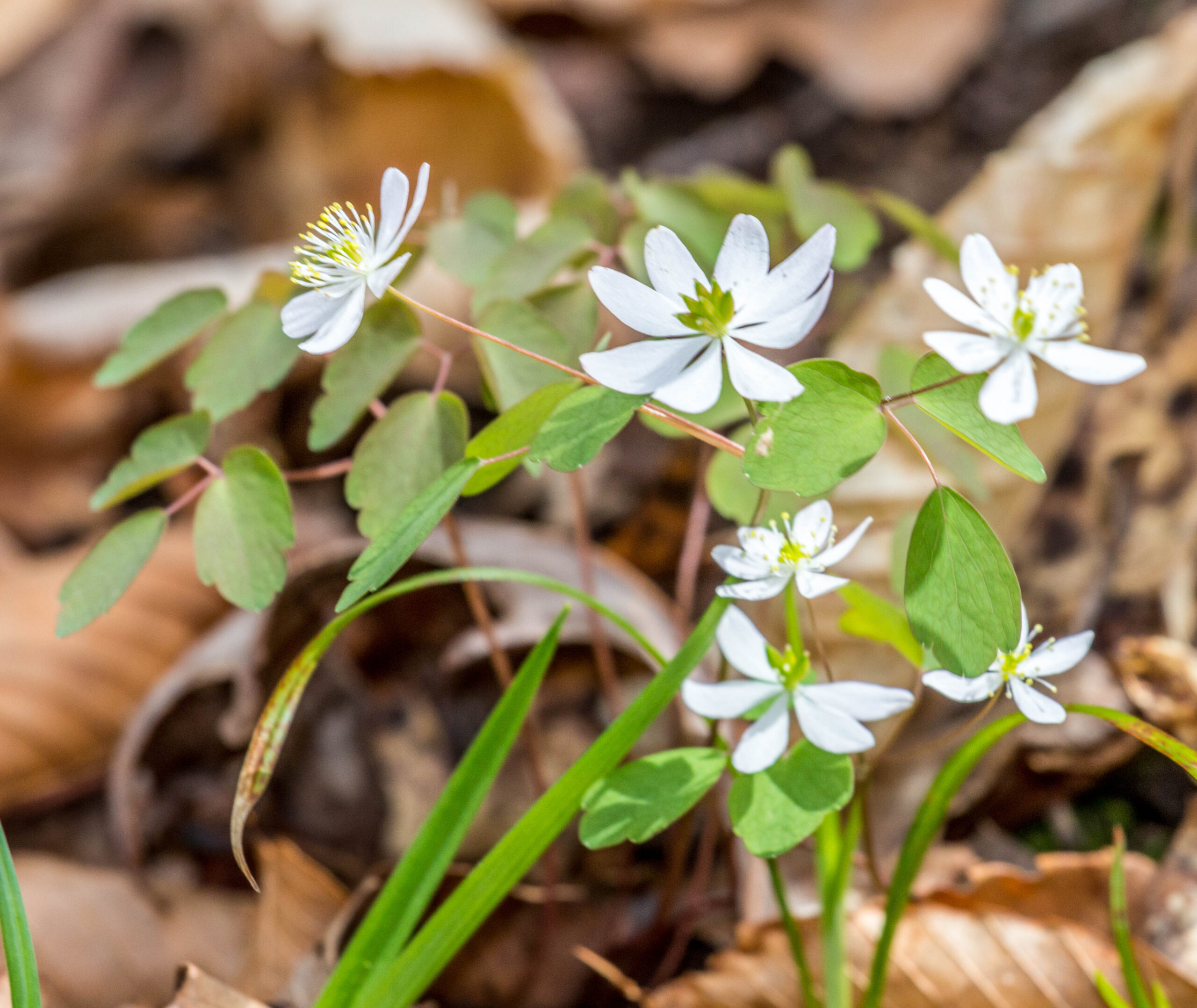 Bloodroot Wildflower